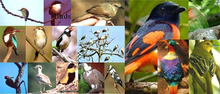 Nepal birding safari tour